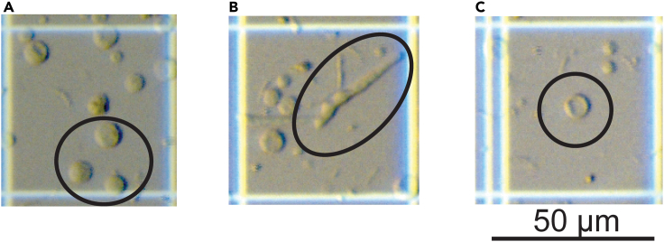 Figure 3