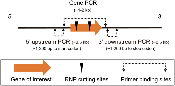 Figure 4