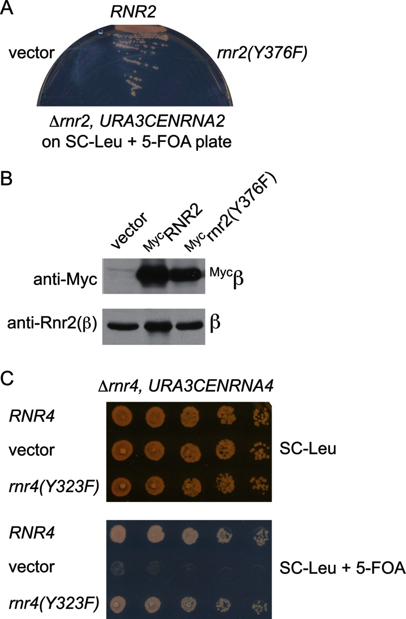 FIGURE 4.