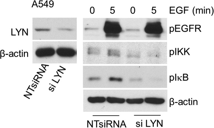 Fig. S6.