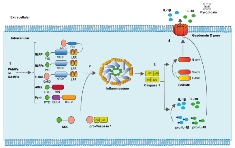 Figure 2