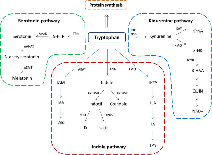 FIGURE 1