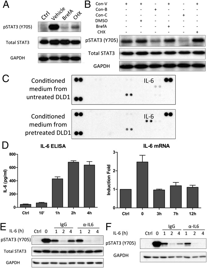 STAT3 activation in response to IL-6 is prolonged by the binding of IL ...