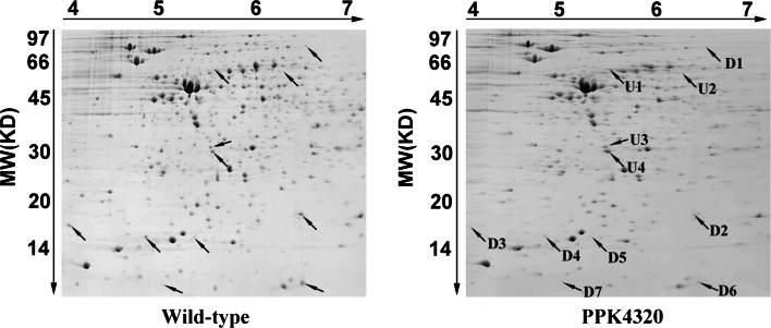 Fig. 7