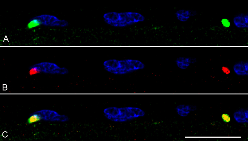 Figure 12