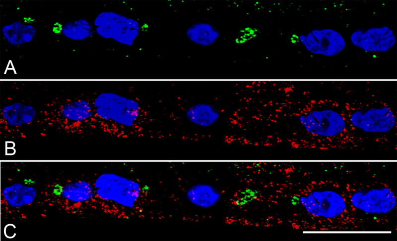 Figure 13