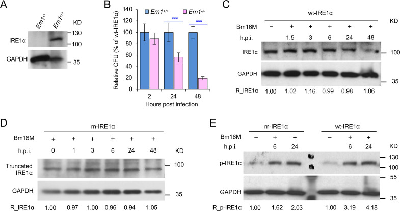 Figure 1—figure supplement 2.