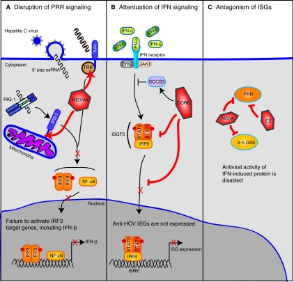 FIG. 2.