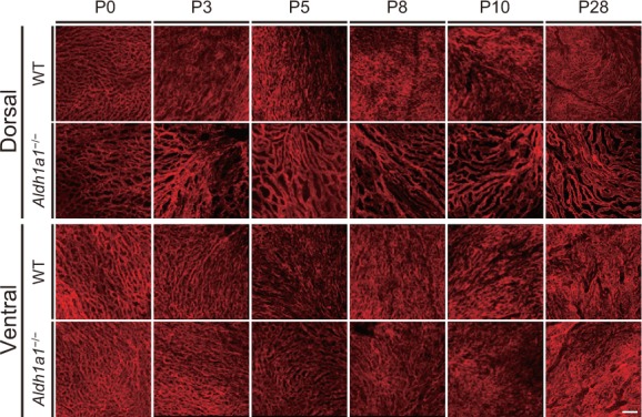 Figure 4—figure supplement 1.