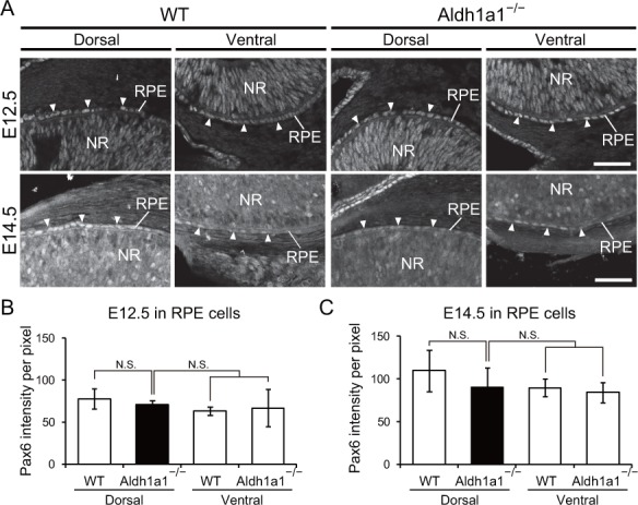 Figure 5—figure supplement 1.