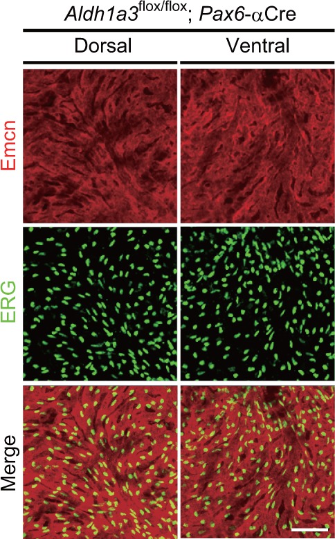 Figure 4—figure supplement 2.