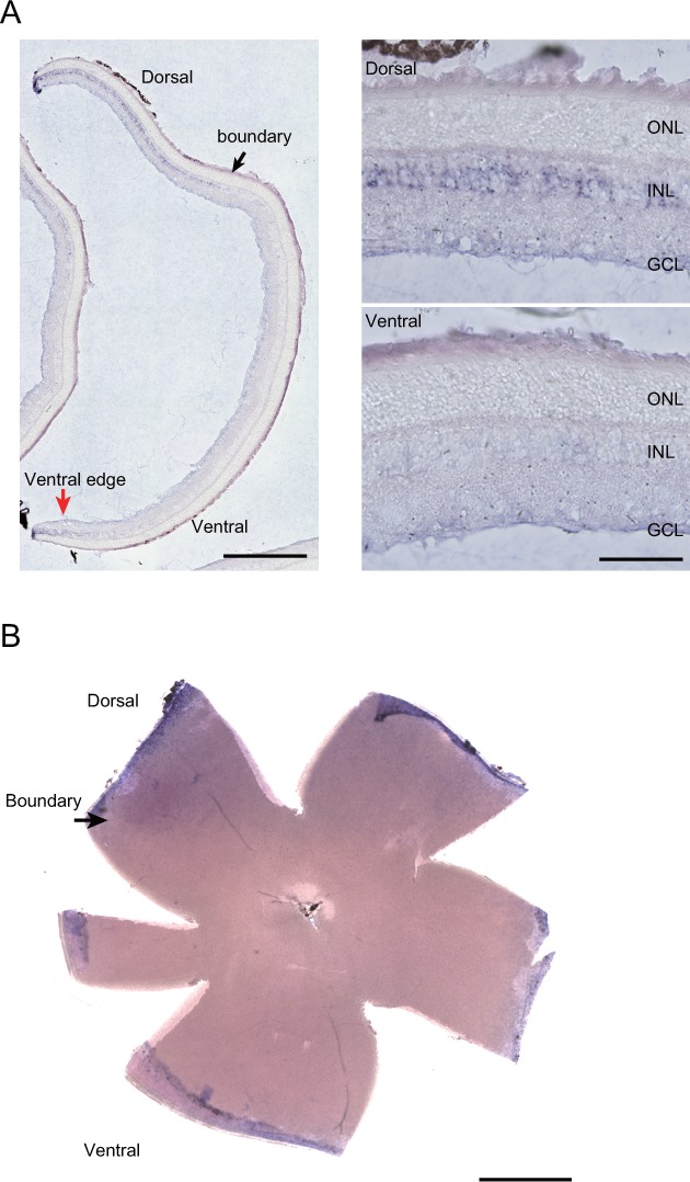 Figure 1—figure supplement 1.