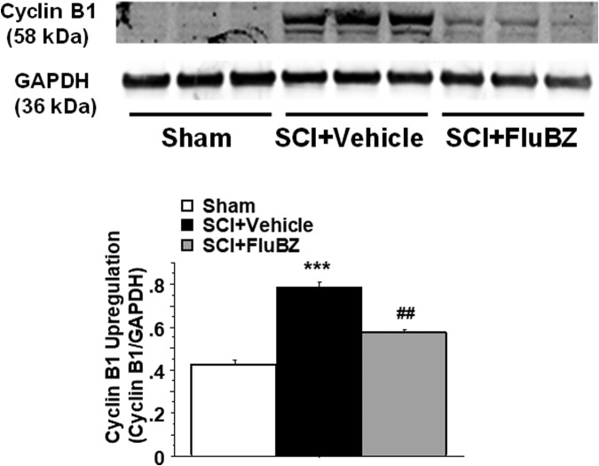 FIG. 7.