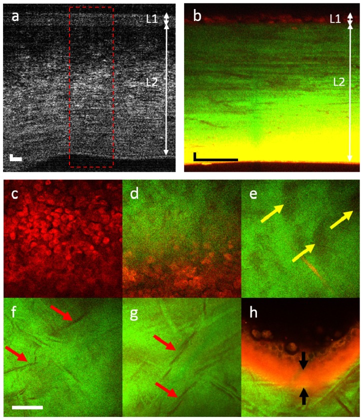 Fig. 4