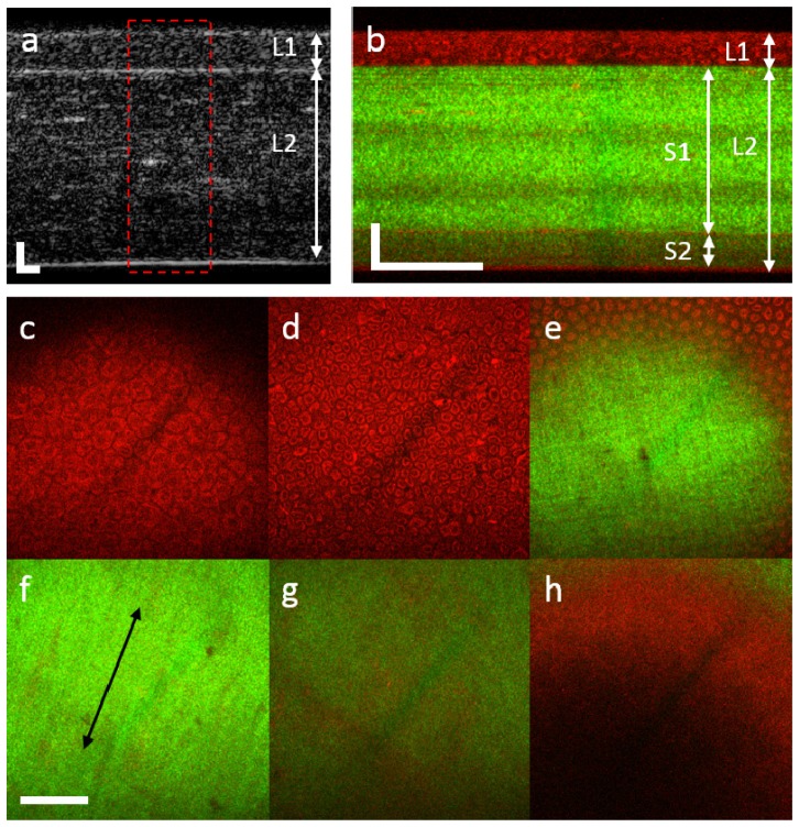 Fig. 3