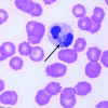 Fig 3.