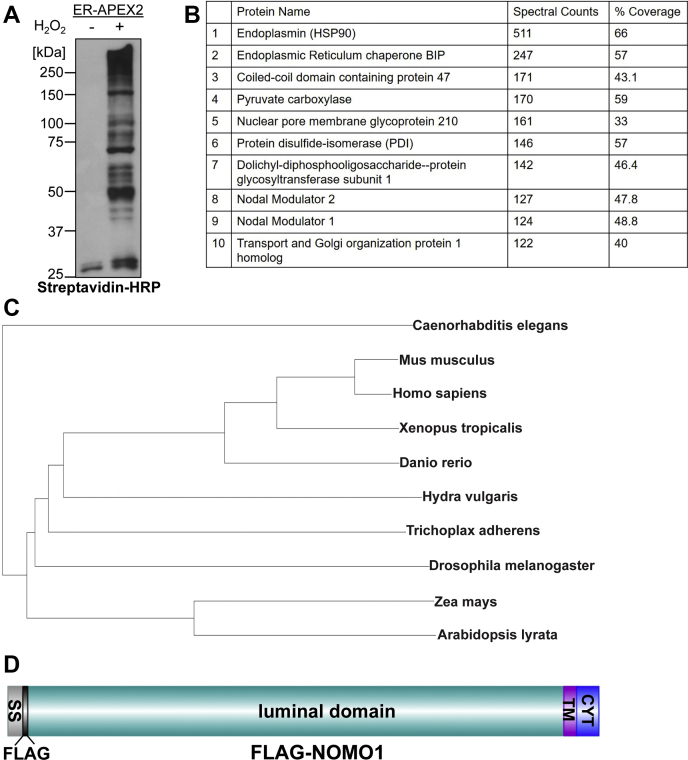 Figure 1