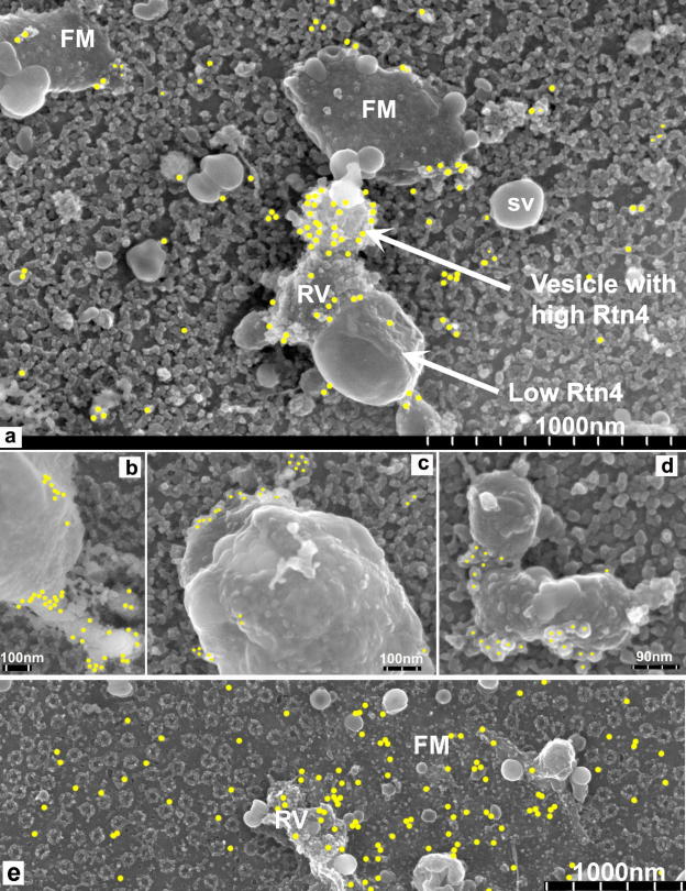 Supplementary Figure 3