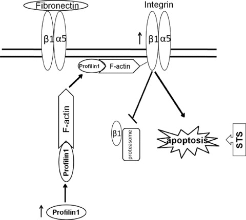 Fig 7