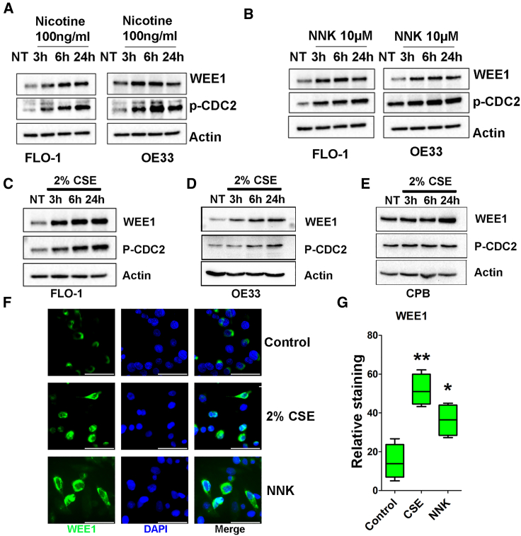 Figure 2