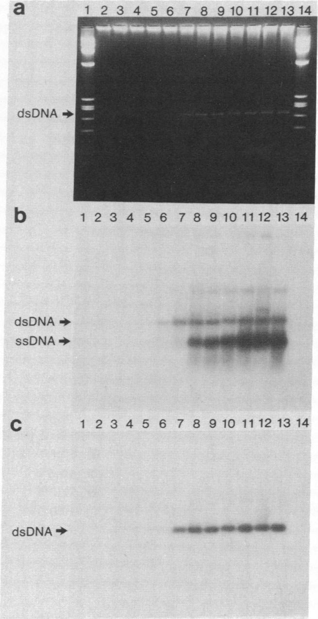 graphic file with name pnas00299-0238-a.jpg