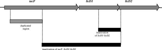 FIG. 1.