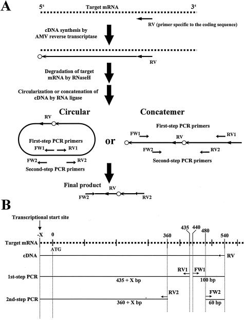 FIG. 1.