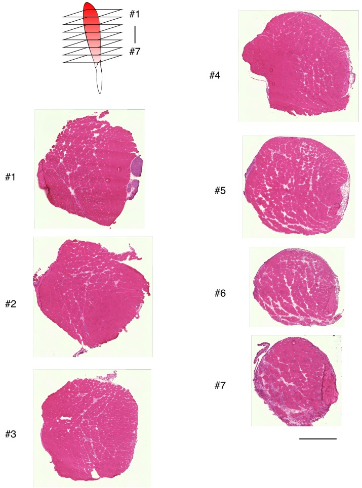 Figure 1—figure supplement 1.