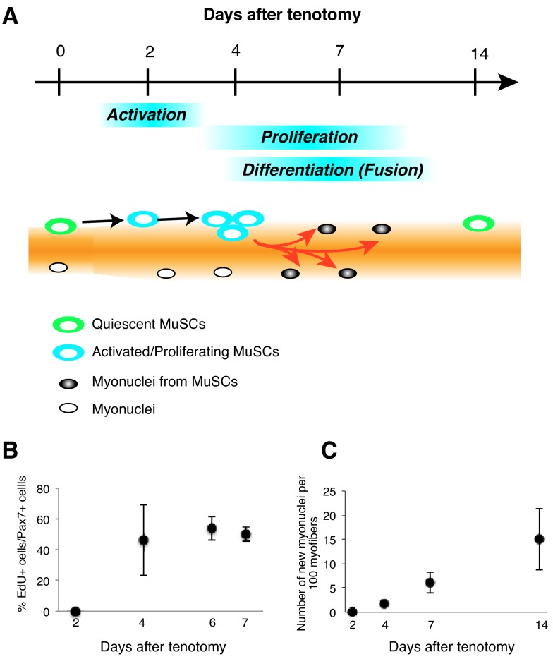 Figure 7—figure supplement 1.