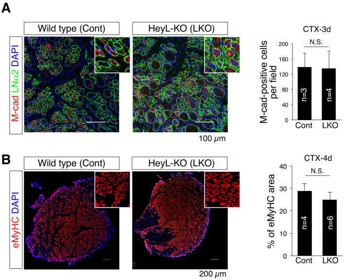 Figure 4—figure supplement 2.