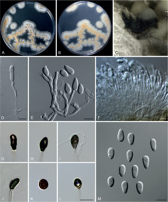 Fig. 21.