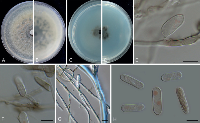 Fig. 31.