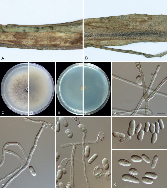 Fig. 13.