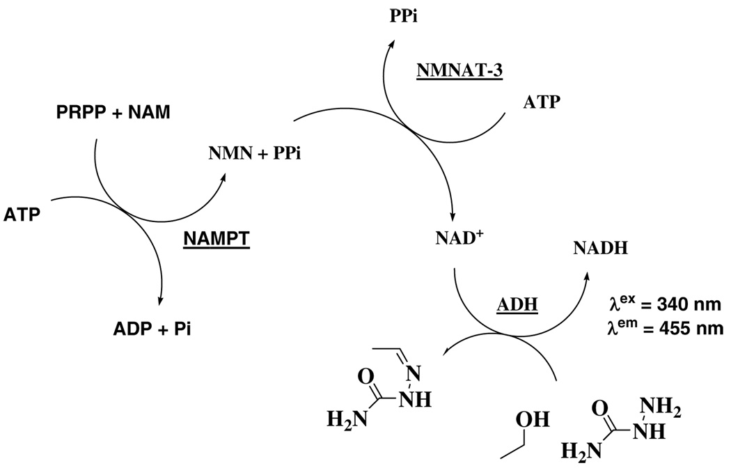 Scheme 2