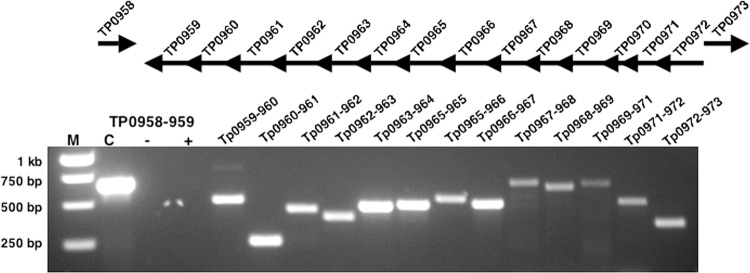 Fig 5