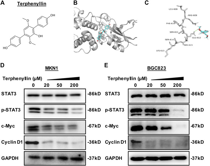 FIGURE 1