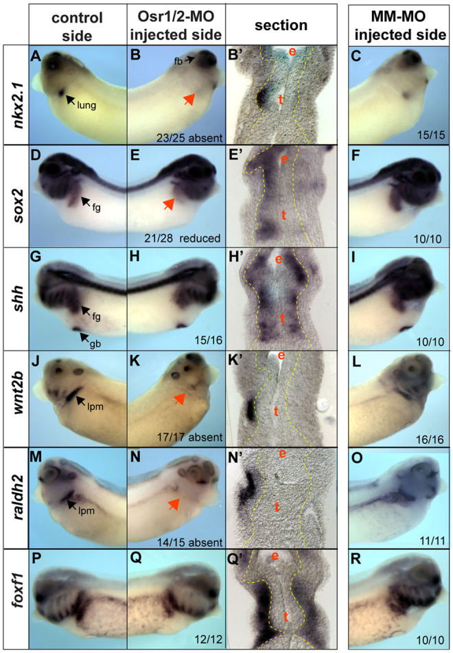 Fig. 3.