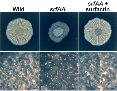 FIG. 2.