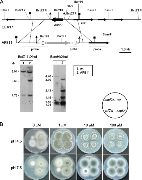 Fig. 8.