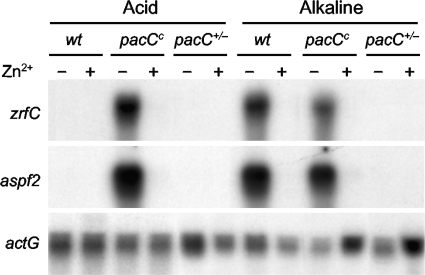 Fig. 7.