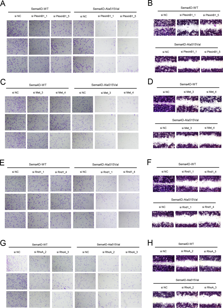 Supplementary Fig. 2