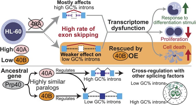 Graphical Abstract