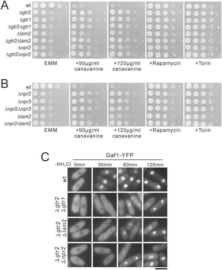 Fig 6