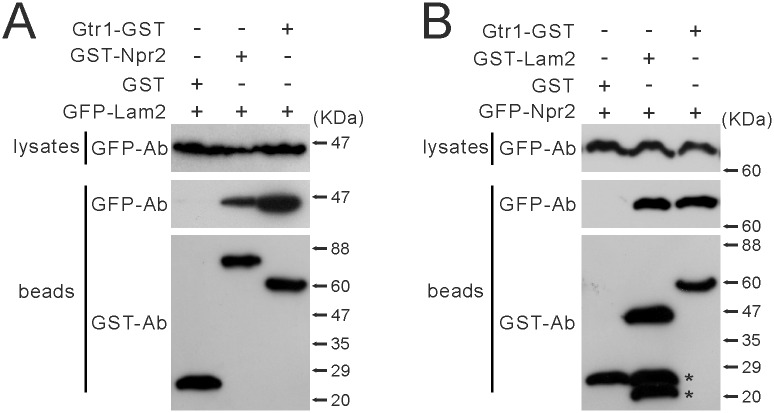 Fig 9