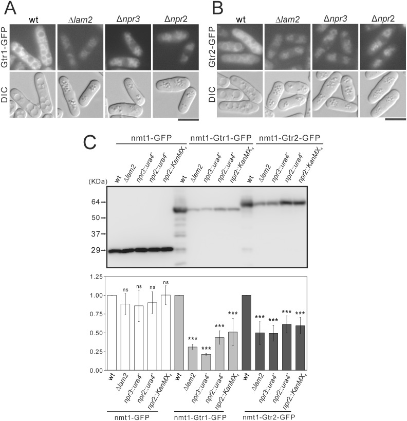 Fig 8