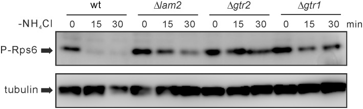 Fig 5