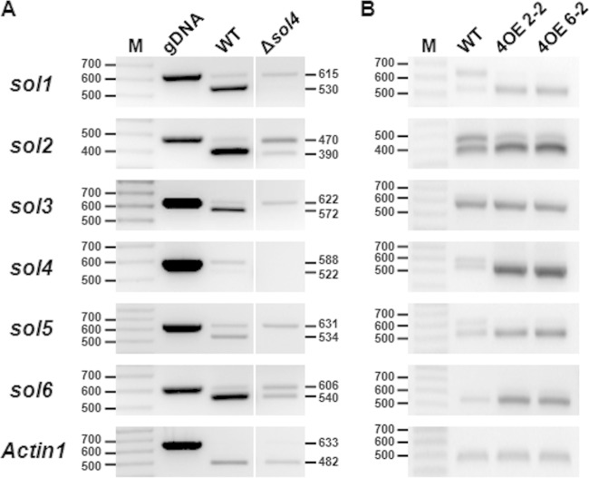 FIG 6