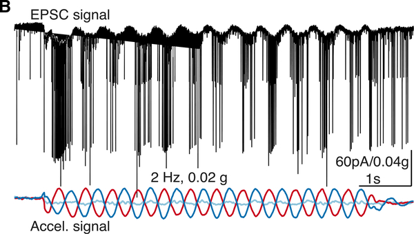 Figure 1B.