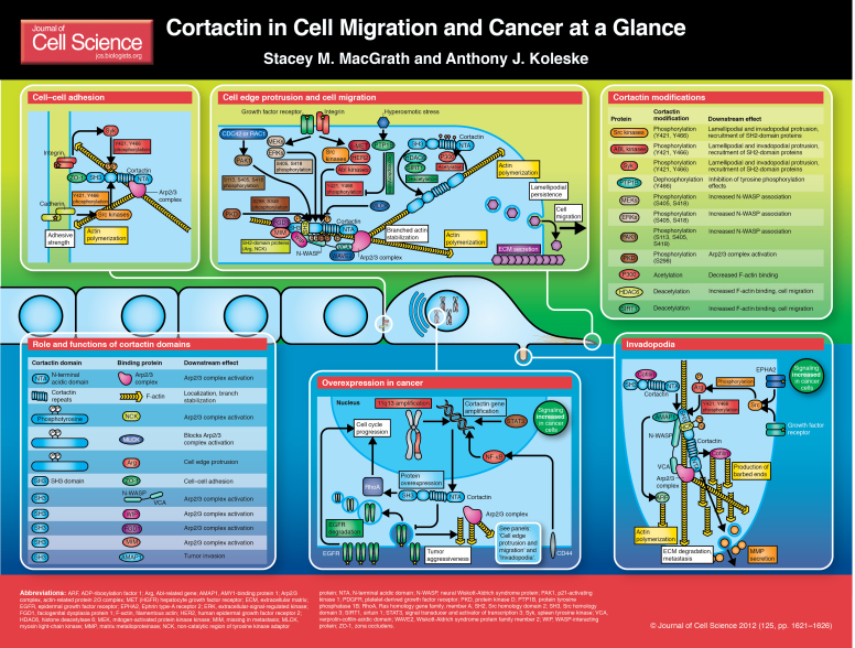 graphic file with name JCS093781_poster.jpg