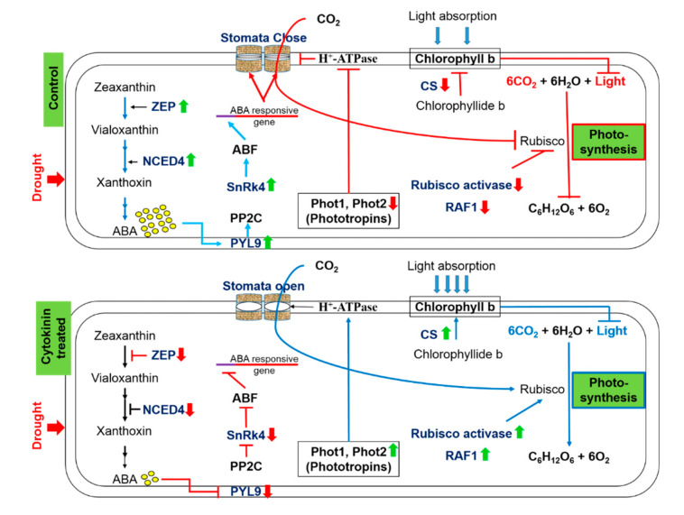 Figure 11